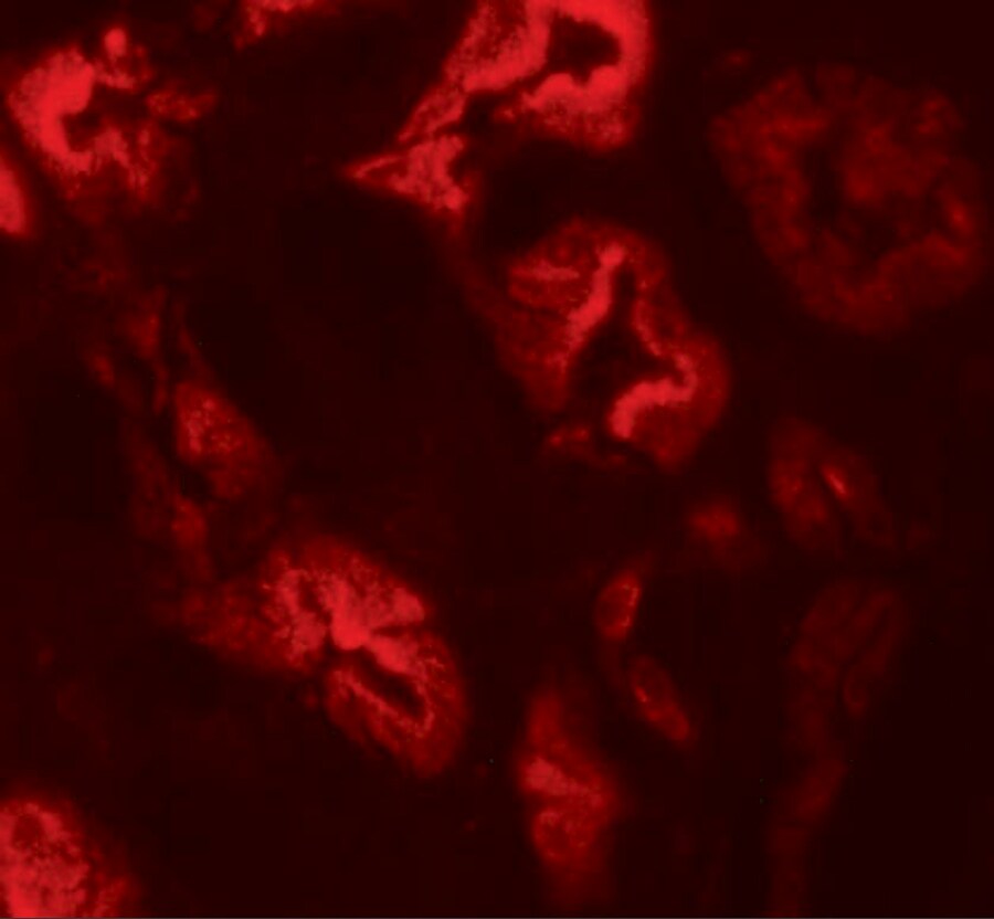 ZNF346 Antibody - BSA Free
