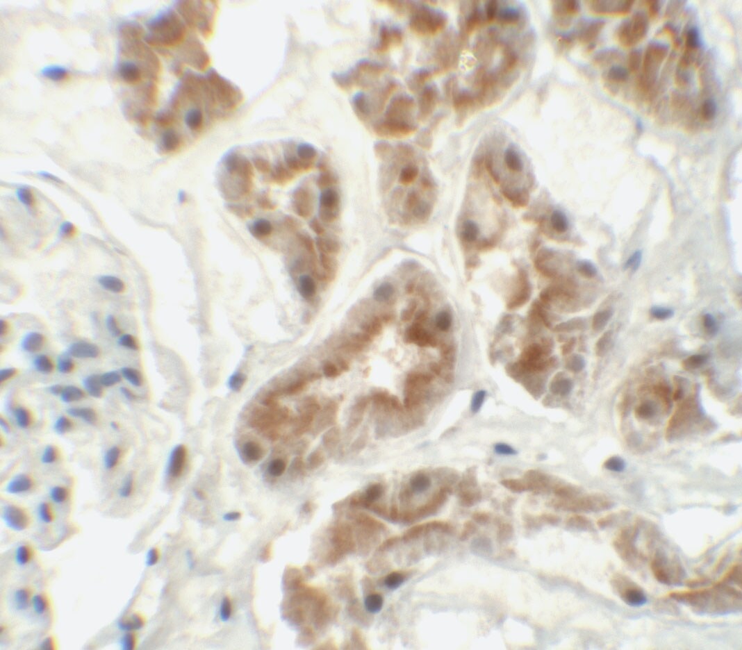 ZNF346 Antibody - BSA Free