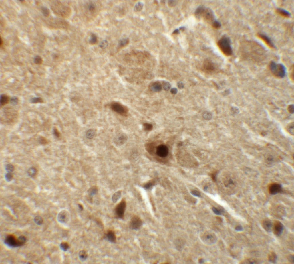 NKX3-2 Antibody - BSA Free