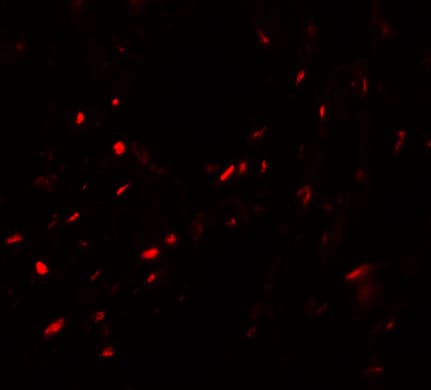MYOZAP Antibody - BSA Free