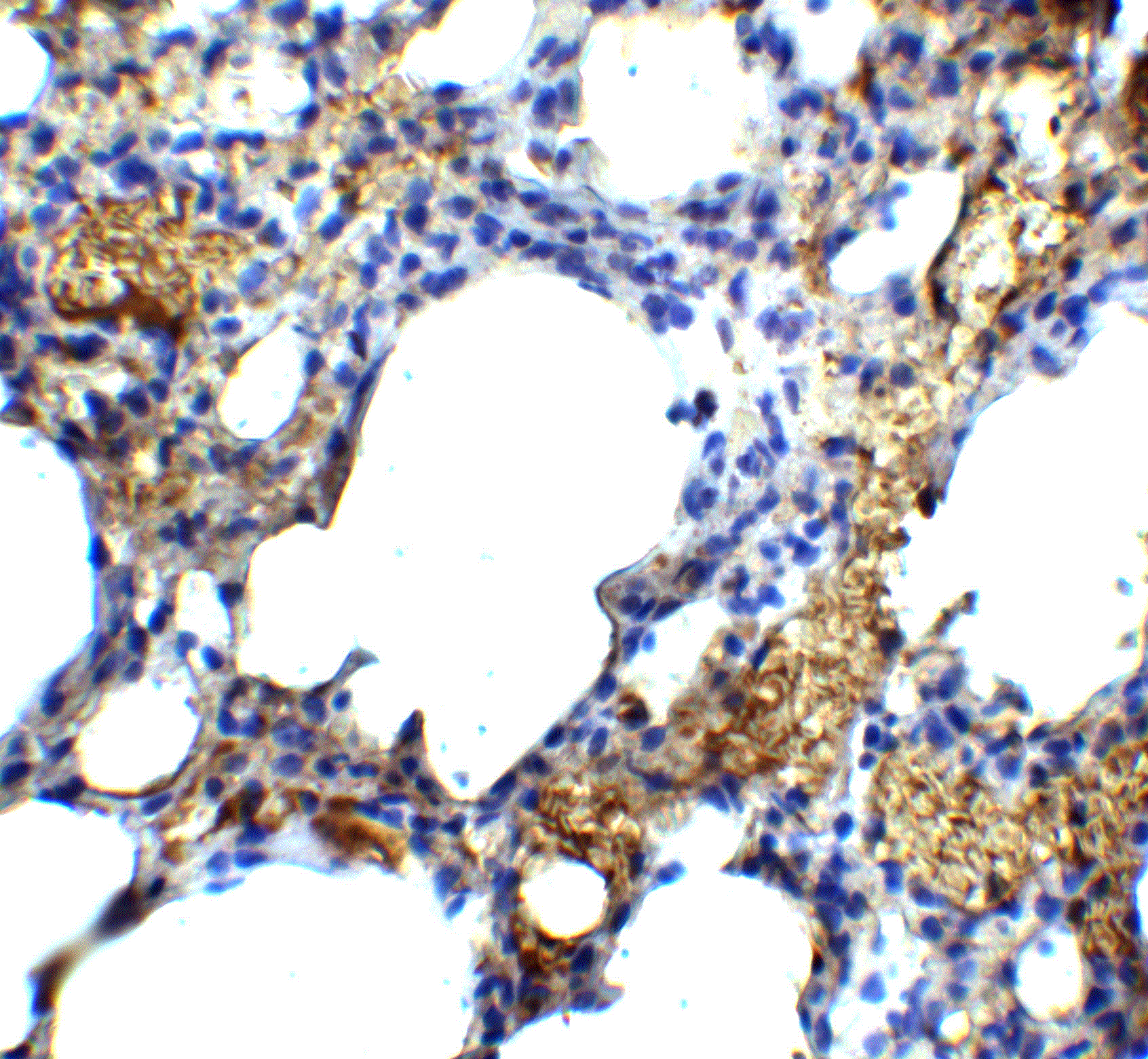 TM4SF1/L6 Antibody - BSA Free
