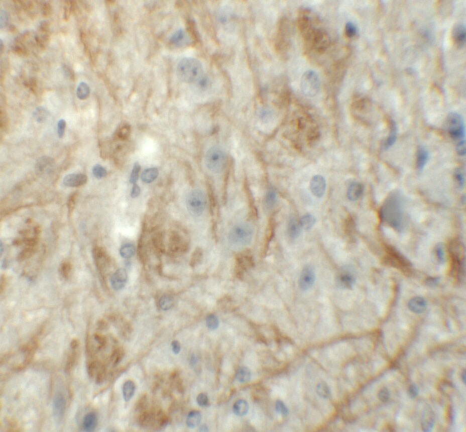 Zfp219 Antibody - BSA Free