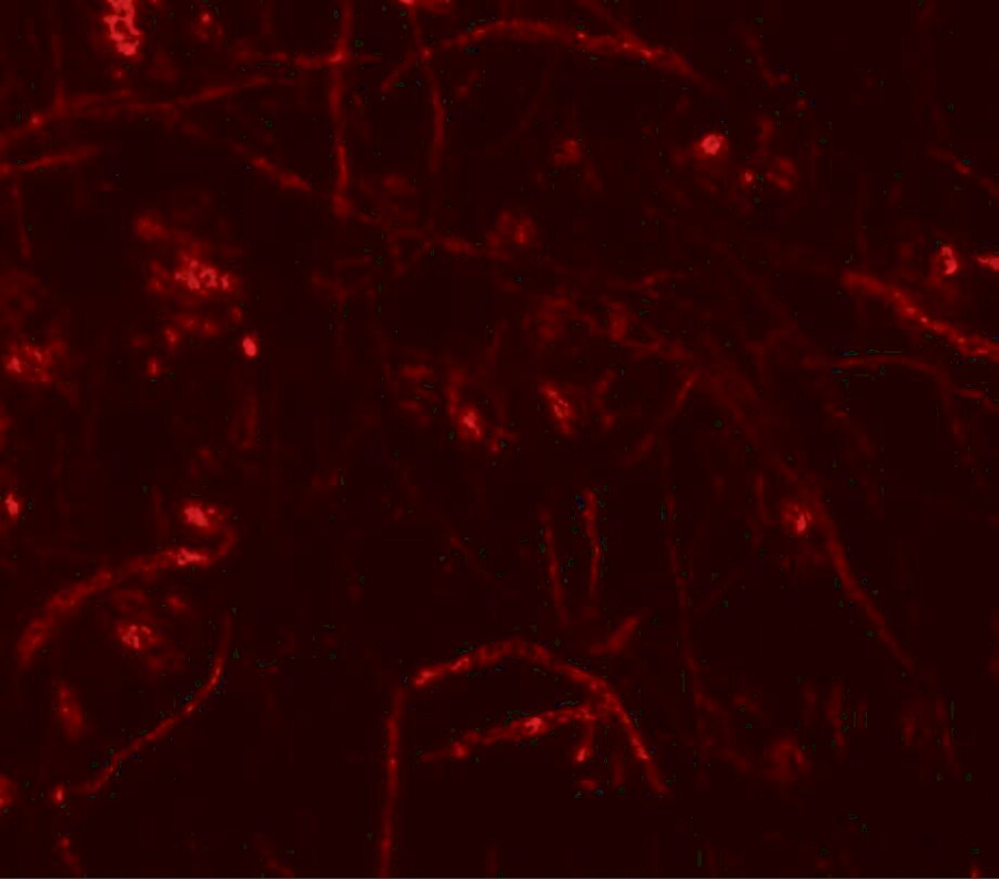 Zfp219 Antibody - BSA Free