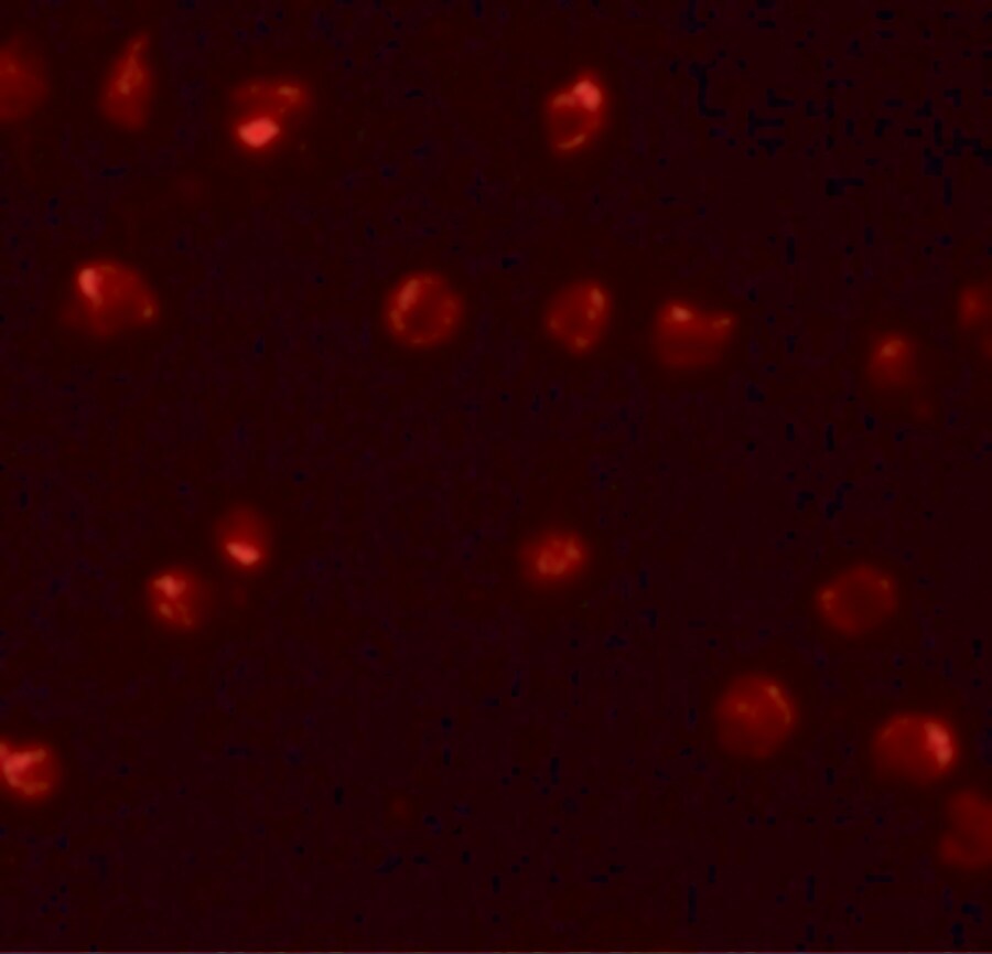 ZNF281 Antibody - BSA Free
