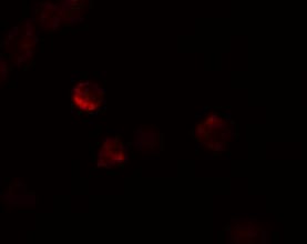LIF Antibody - BSA Free
