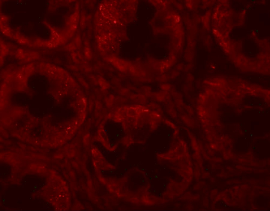 SLAM/CD150 Antibody - BSA Free