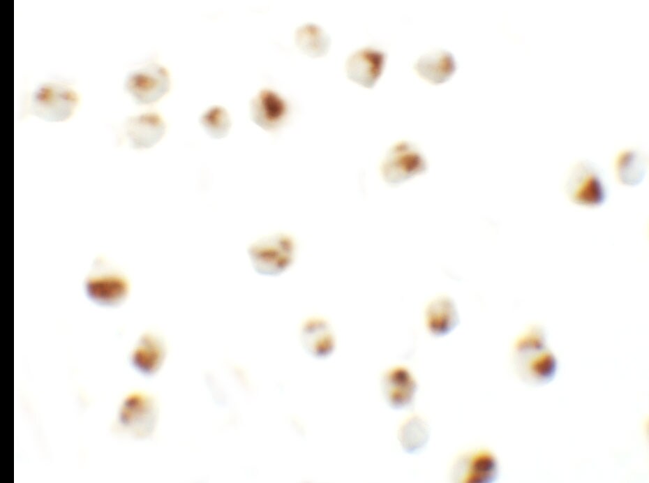 CD229/SLAMF3/Lymphocyte Antigen 9 Antibody - BSA Free