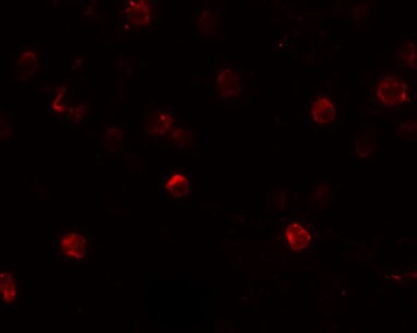 2B4/CD244/SLAMF4 Antibody - BSA Free