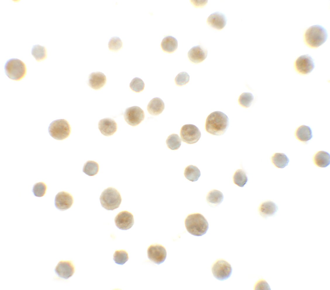 DYRK1A Antibody - BSA Free