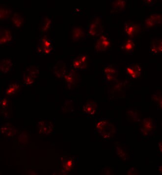 ATP2C2 Antibody - BSA Free