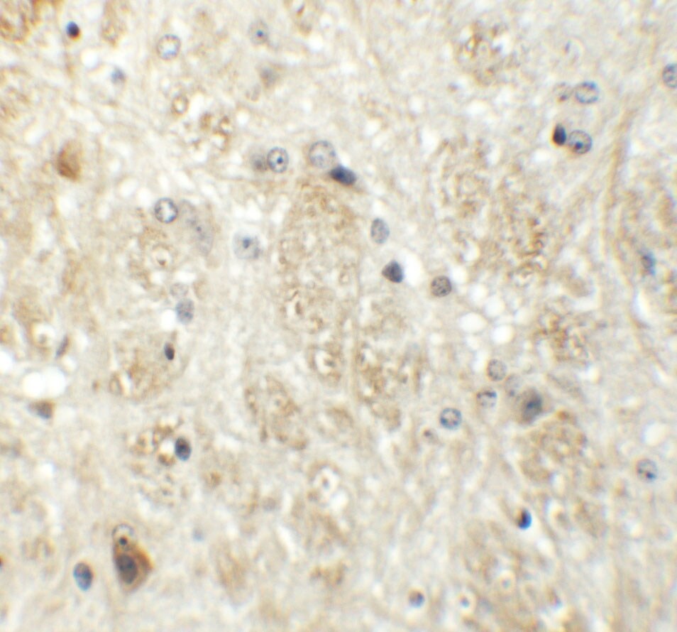 PRR5 Antibody - BSA Free