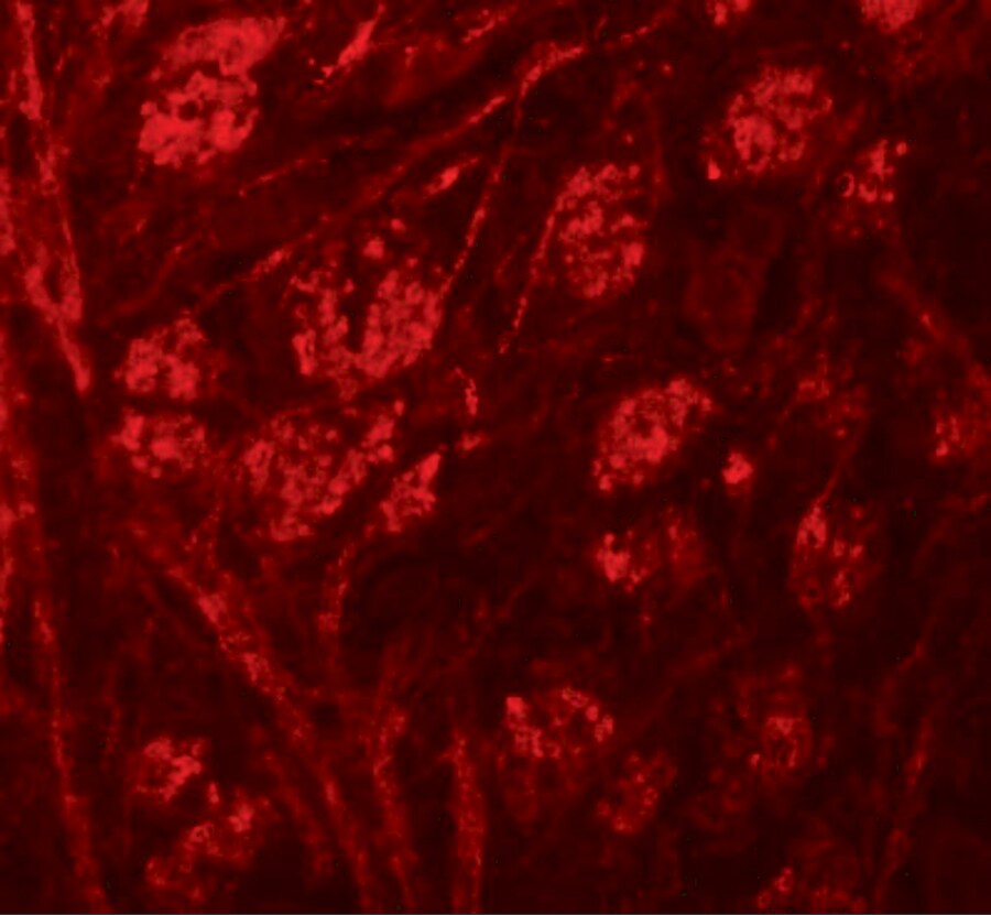 PRR5 Antibody - BSA Free