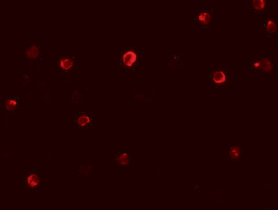 IRF4 Antibody - BSA Free