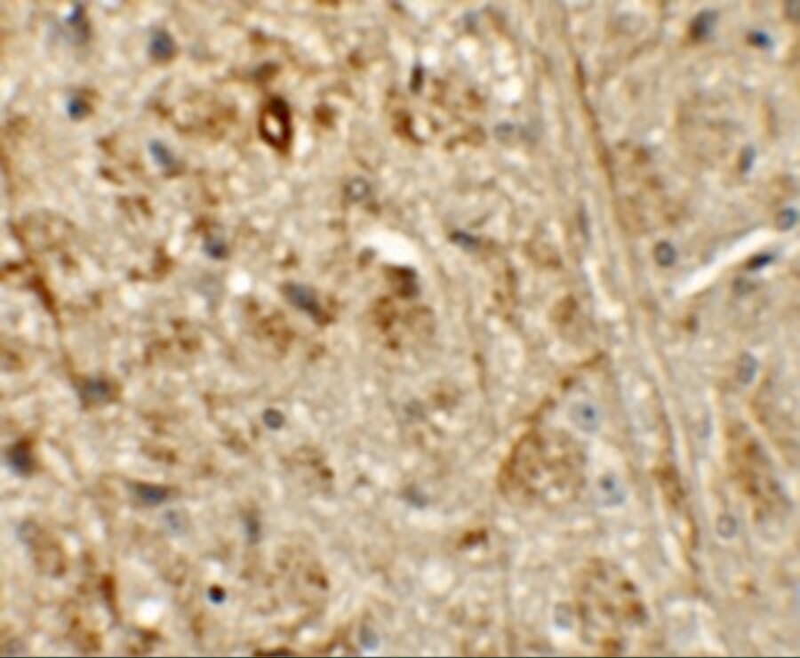 ORMDL1 Antibody - BSA Free