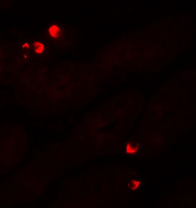 SGK1 Antibody - BSA Free