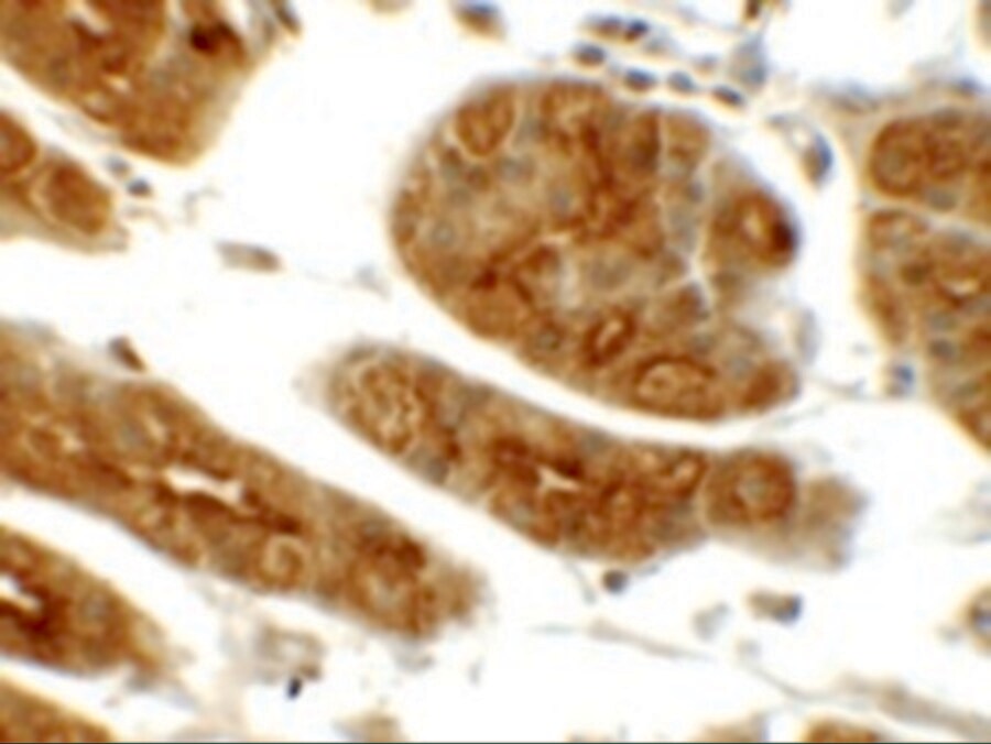 SGK1 Antibody - BSA Free