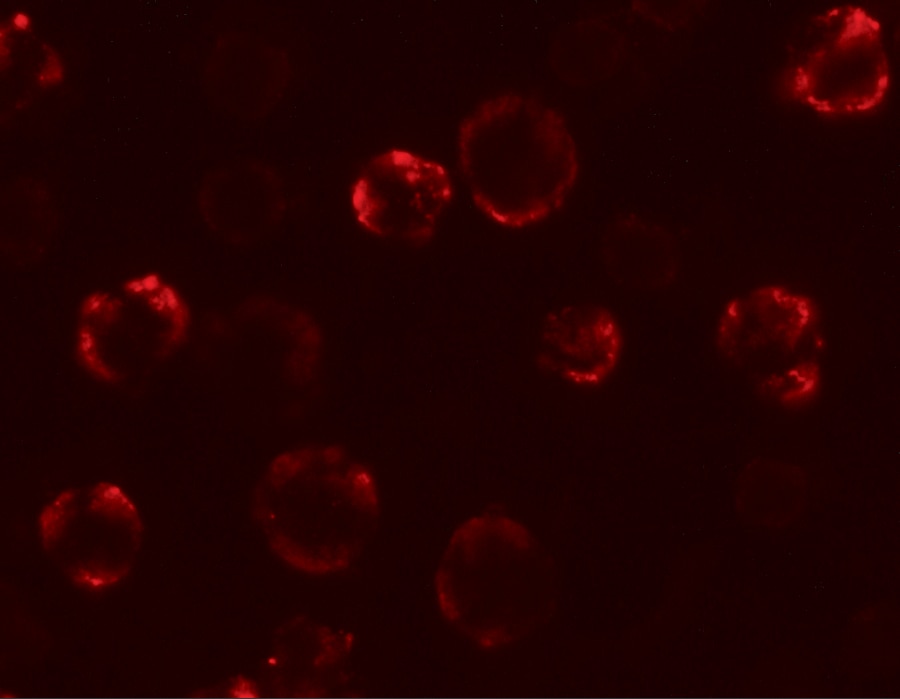 KAL1 Antibody - BSA Free