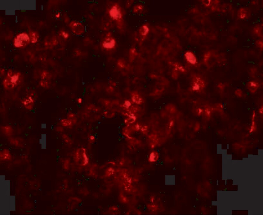 Translin Antibody - BSA Free