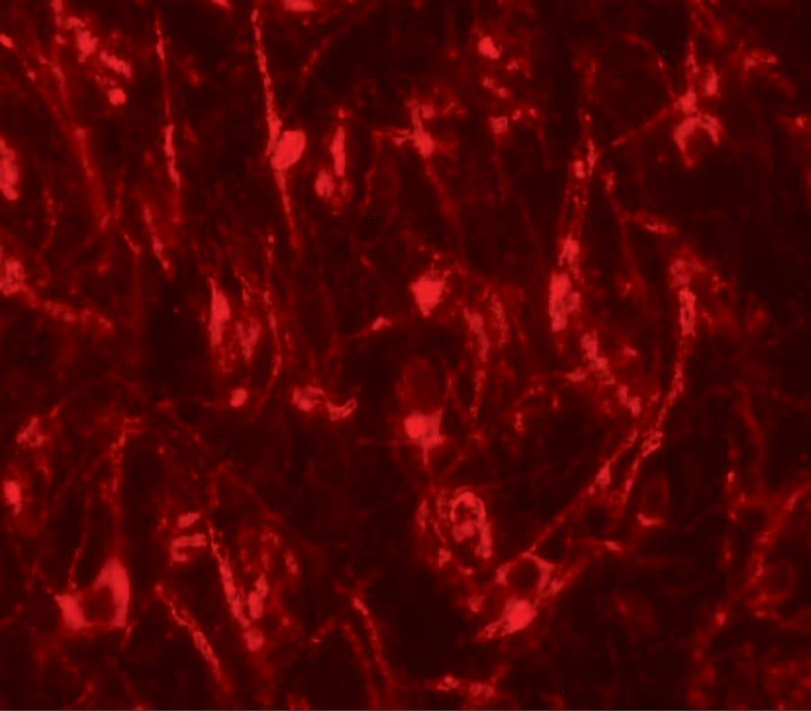 LCMT2 Antibody - BSA Free