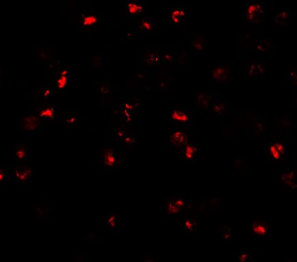 ATAD3A Antibody - BSA Free
