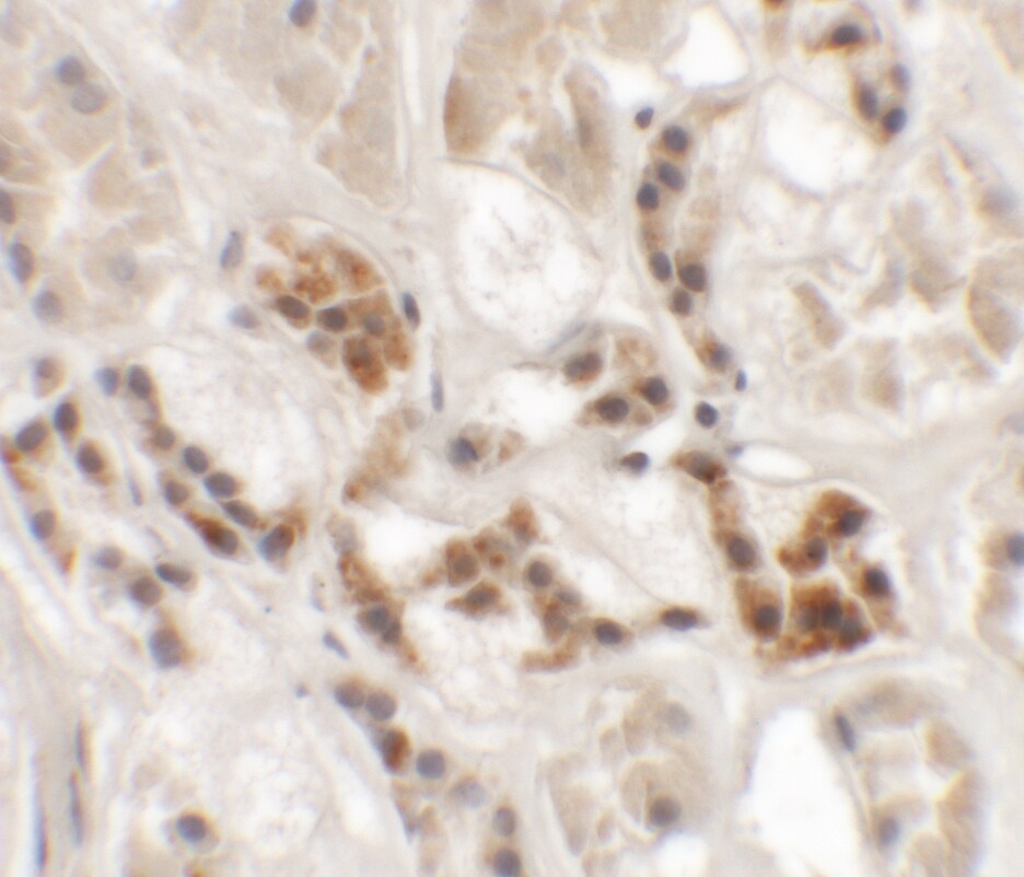 AP3S1 Antibody - BSA Free