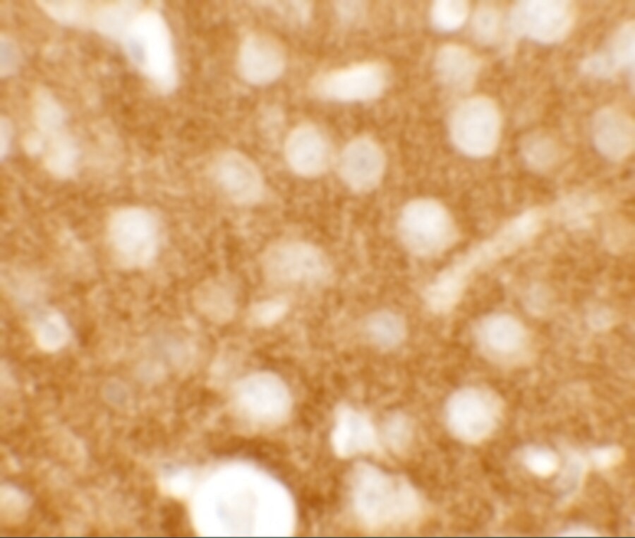 TMEM88 Antibody - BSA Free