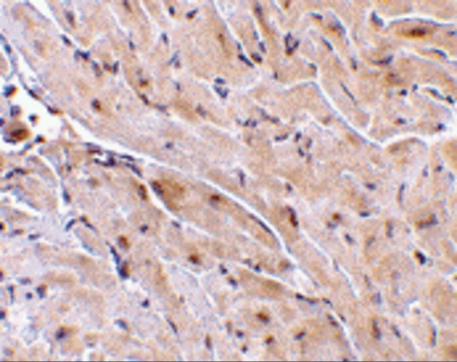 TRIAD3 Antibody - BSA Free