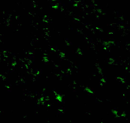 TRIAD3 Antibody - BSA Free