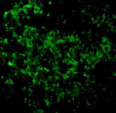 UBE2N/Ubc13 Antibody - BSA Free