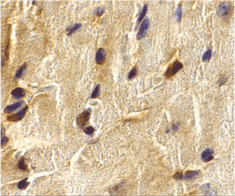 ECSIT Antibody - BSA Free