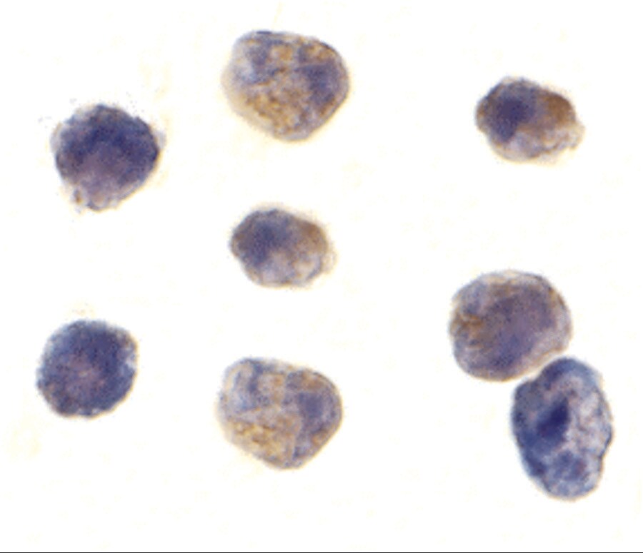 TAB1 Antibody - BSA Free