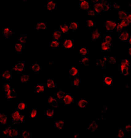 BTK Antibody - BSA Free