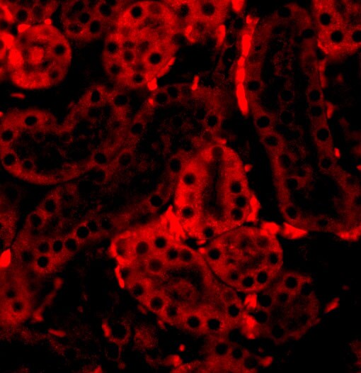IRF3 Antibody - BSA Free