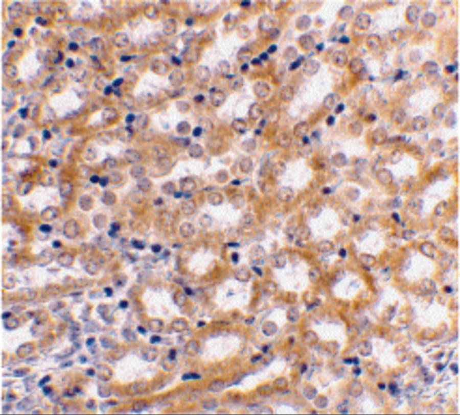 IRF3 Antibody - BSA Free