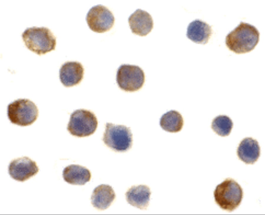 IRF3 Antibody - BSA Free