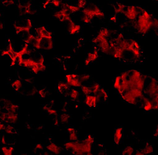 TRIM5 alpha Antibody - BSA Free