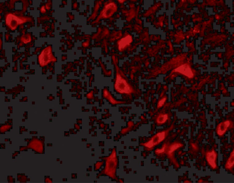 TRIM5 delta Antibody - BSA Free