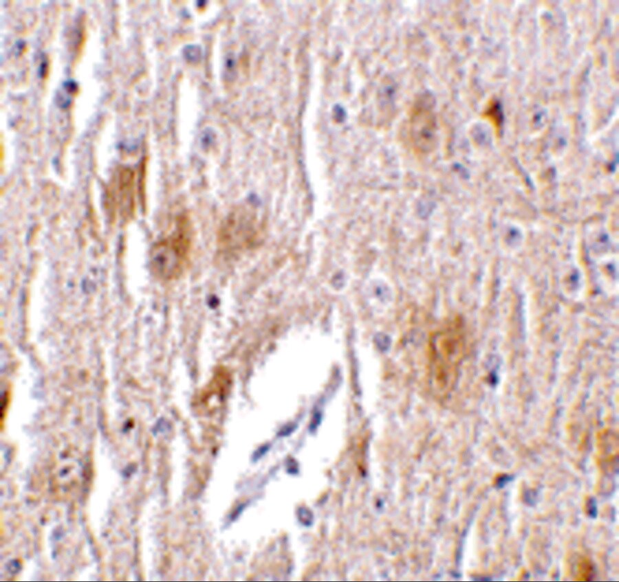 TRIM5 delta Antibody - BSA Free