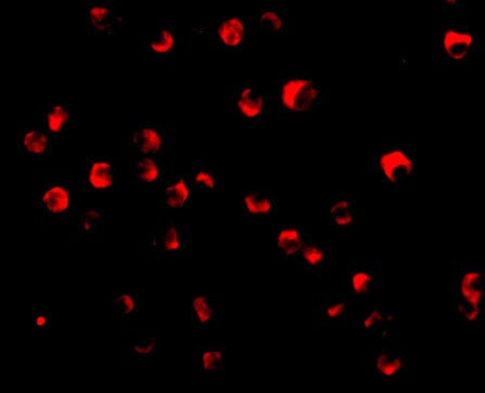 Caspase-8 Antibody - BSA Free