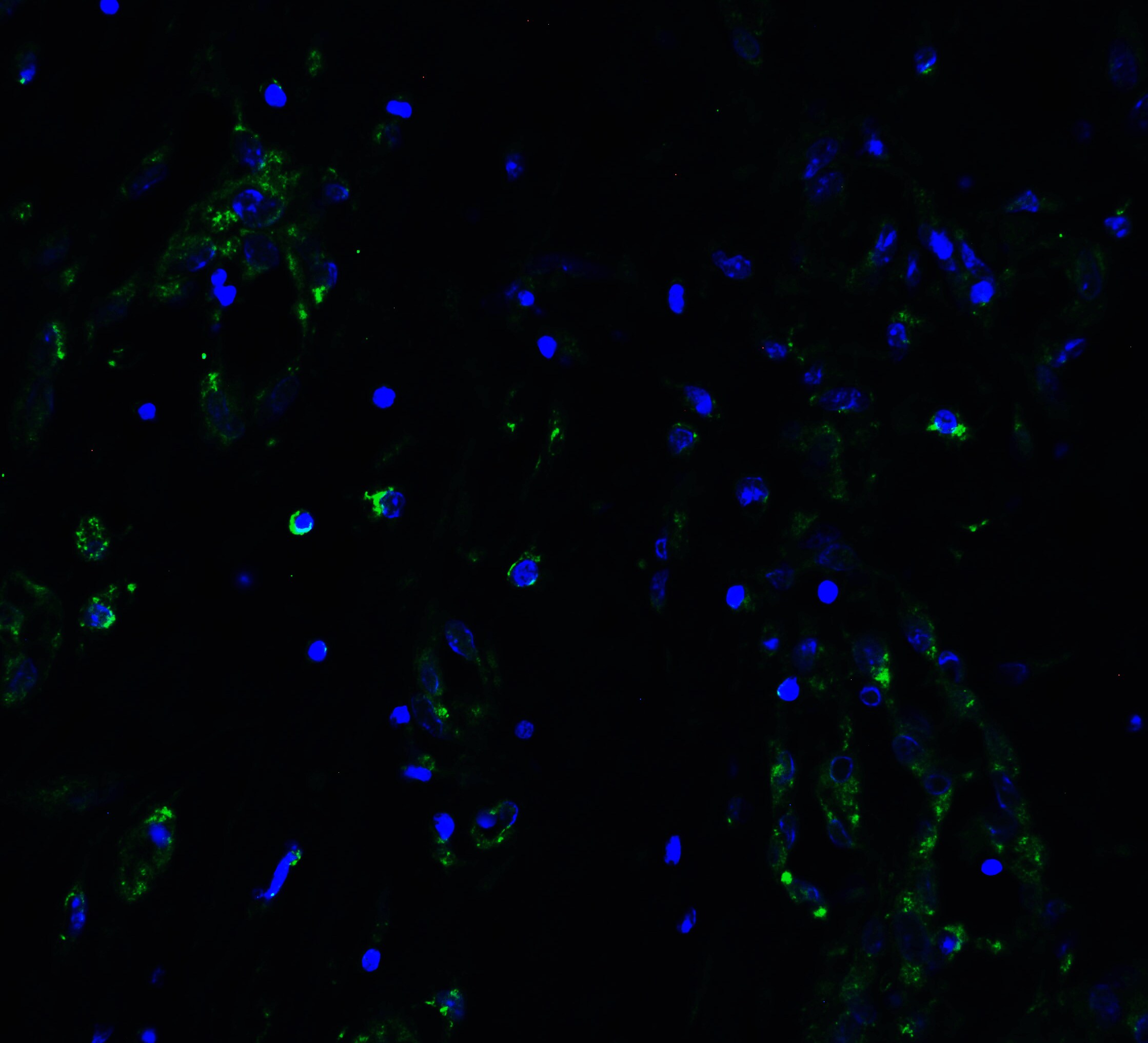 ACE-2 Antibody - BSA Free