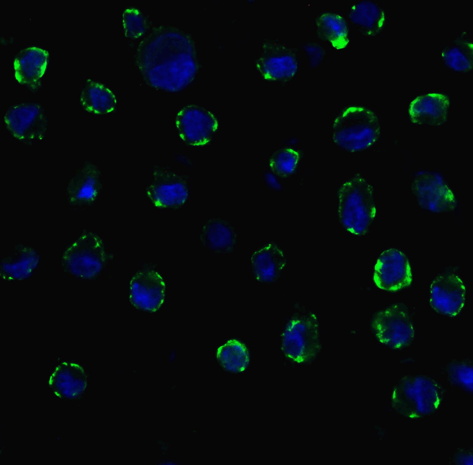 ACE-2 Antibody - BSA Free