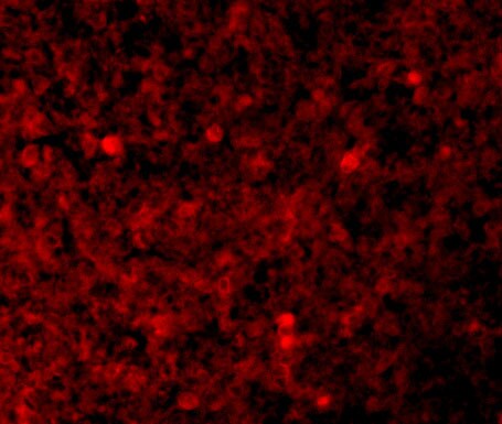 XAF1 Antibody - BSA Free