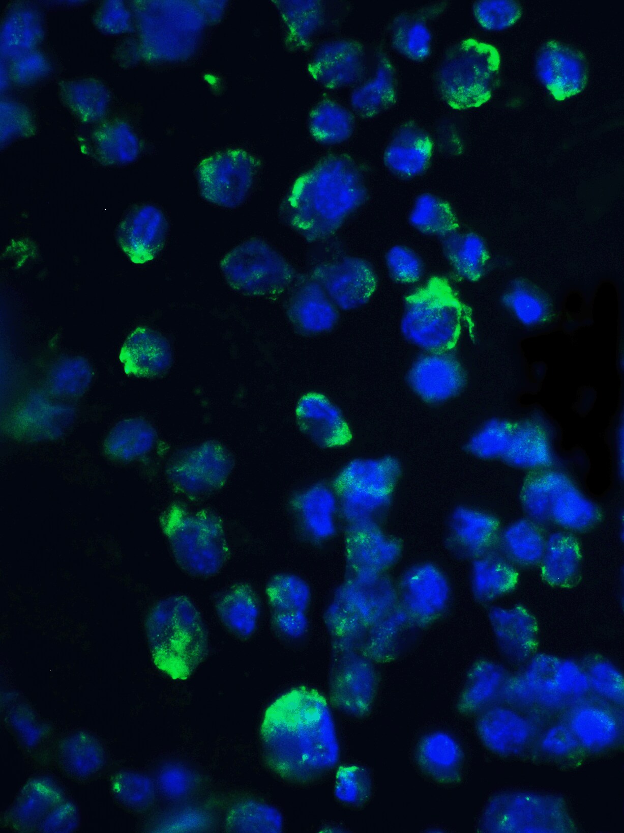 4EBP1 Antibody - BSA Free