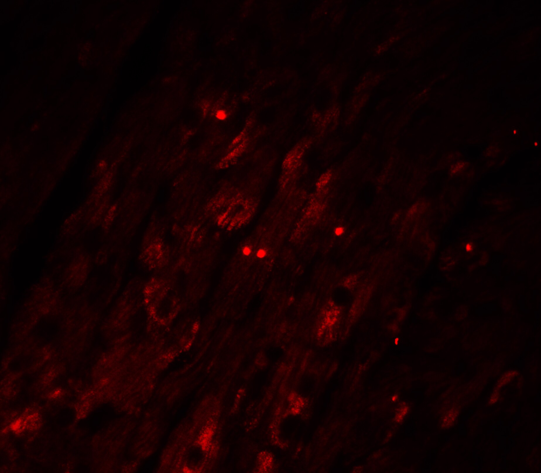 Caspase-12 Antibody - BSA Free