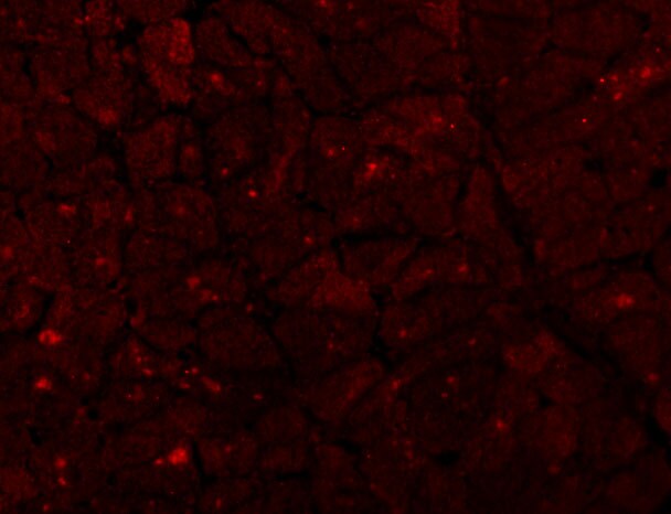 Caspase-12 Antibody - BSA Free