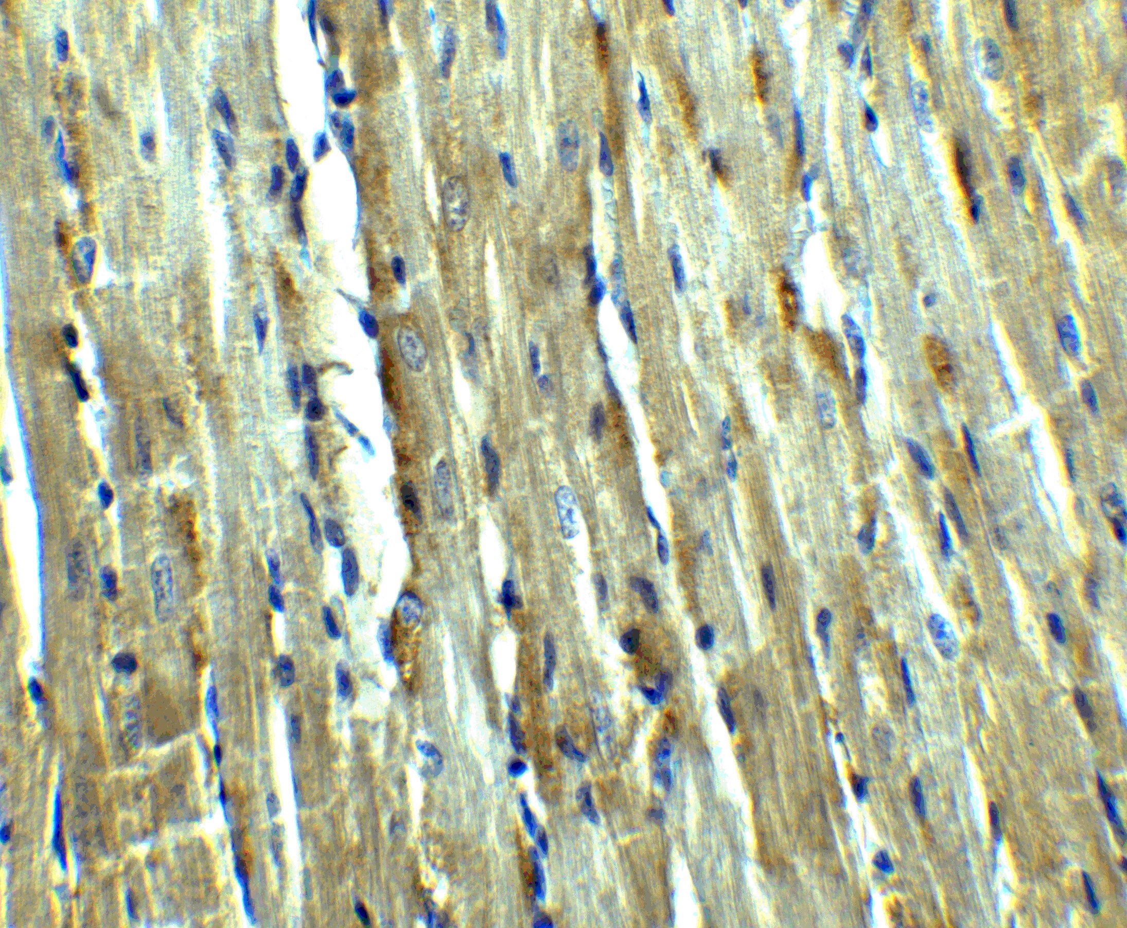 Caspase-12 Antibody - BSA Free