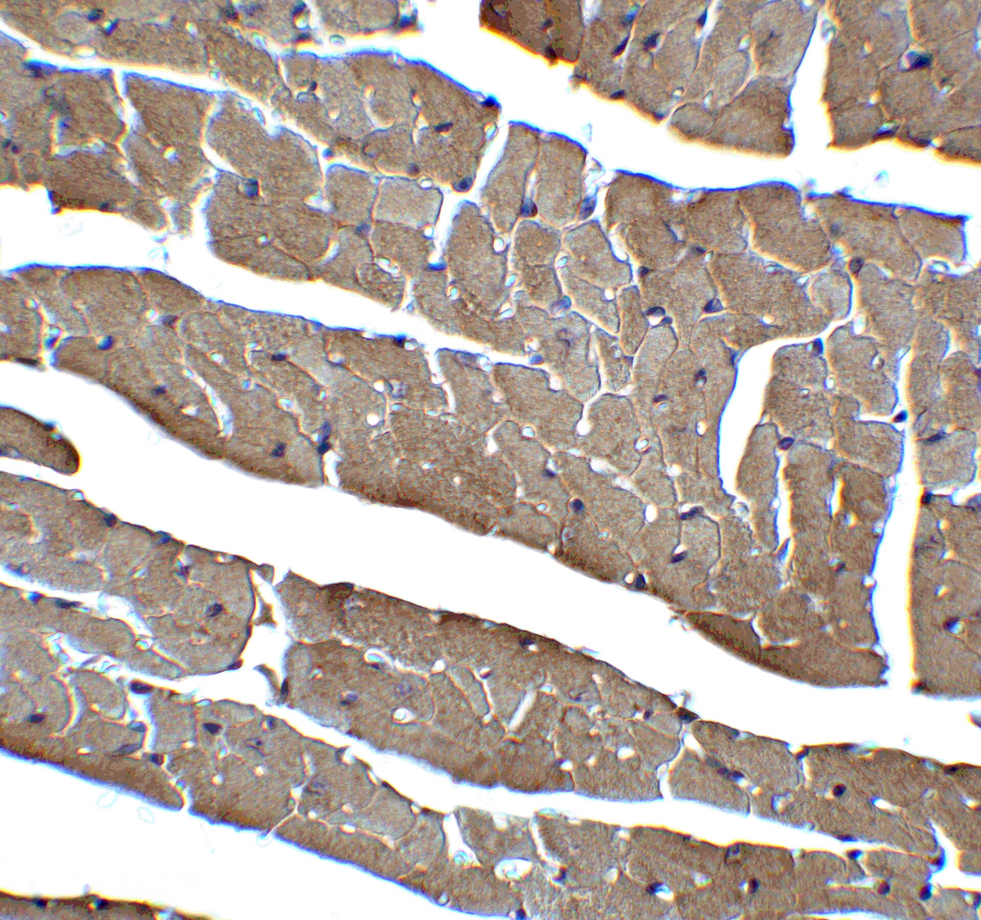 Caspase-12 Antibody - BSA Free