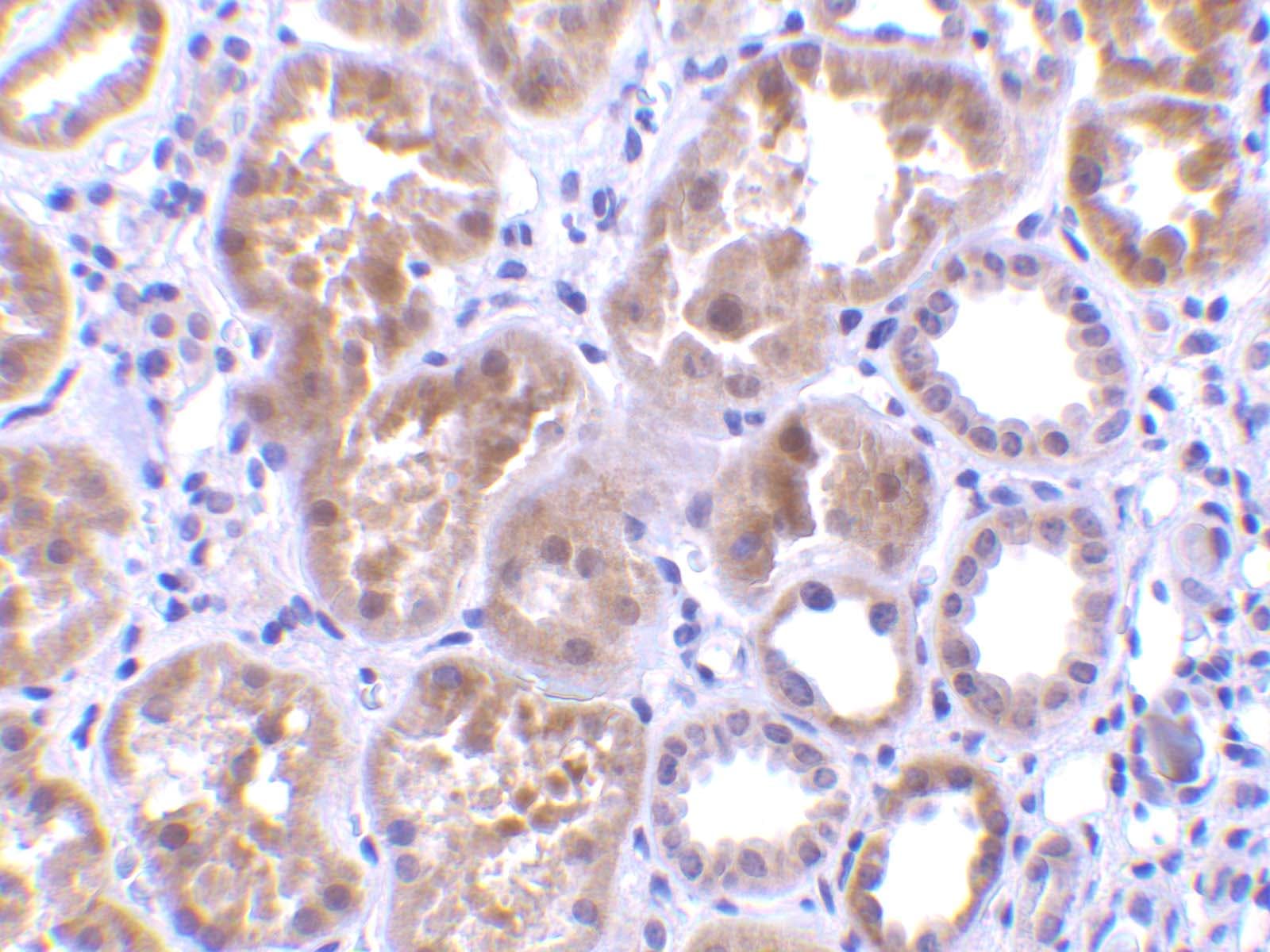 C1qTNF1/CTRP1 Antibody - BSA Free