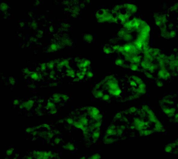 C1qTNF1/CTRP1 Antibody - BSA Free