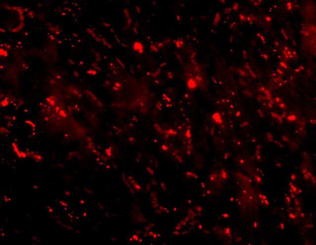 C1qTNF3/CORS26/CTRP3 Antibody - BSA Free